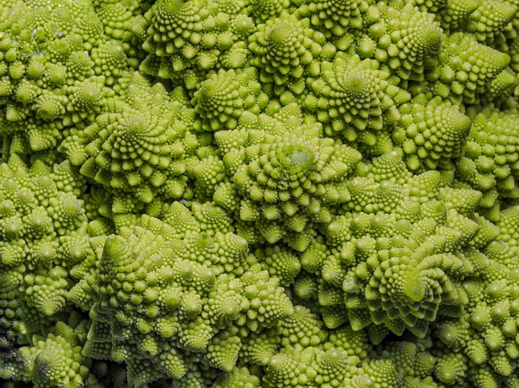 Fractal geometry in natute - the romanesco plant